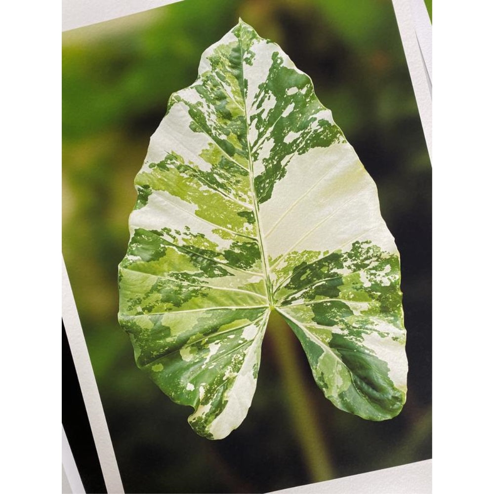 Hahnemühle Agave FineArt InkJet Paper | 8.5" x 11", 25 Sheets
